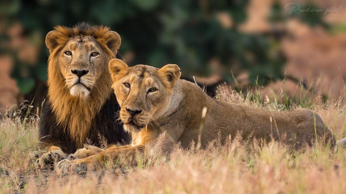 Sasan Gir