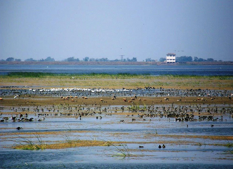 Vadhvana Wetlands