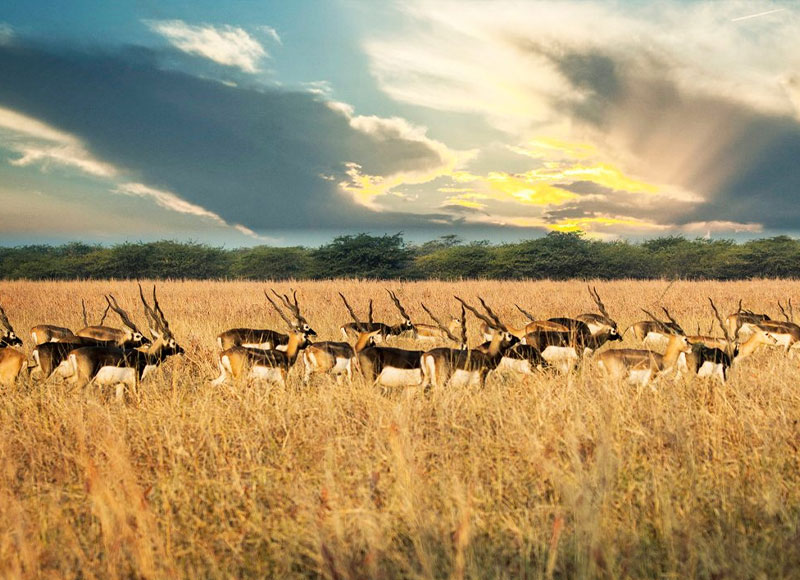 Velavadar Blackbuck National Park