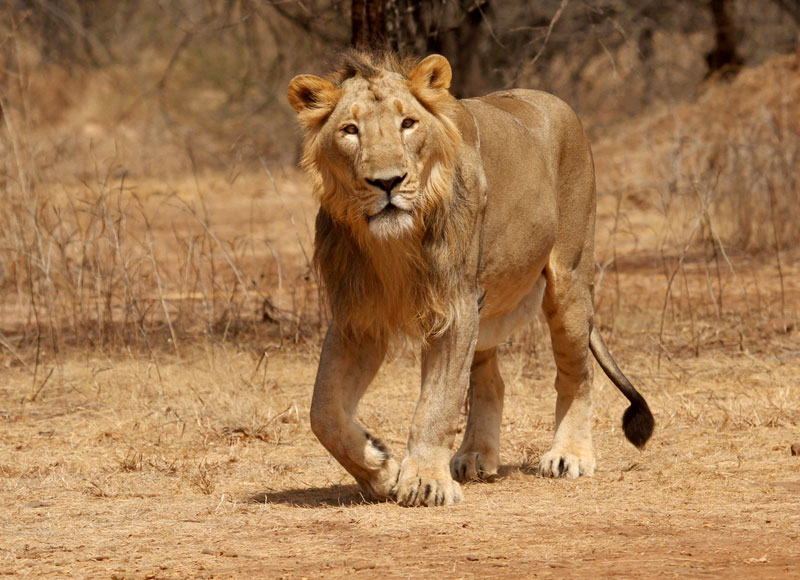 Gir National Park