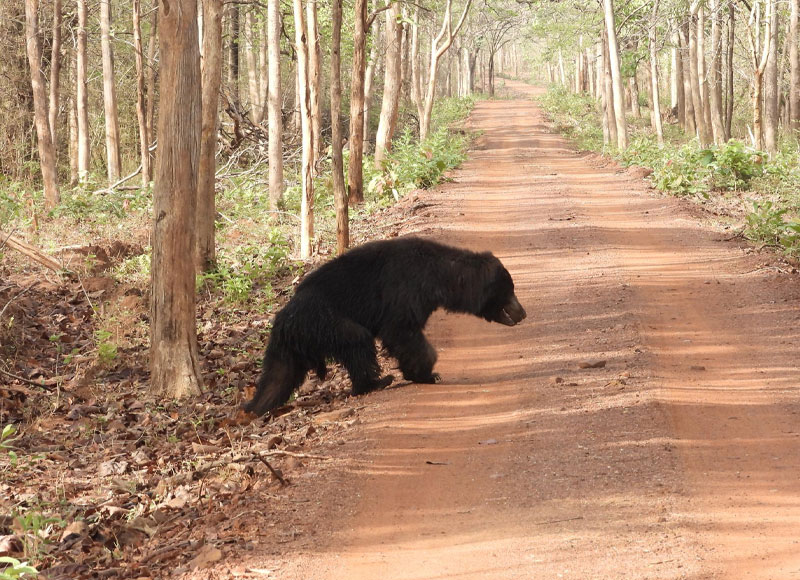 Jessore Sloth Bear Sanctuary