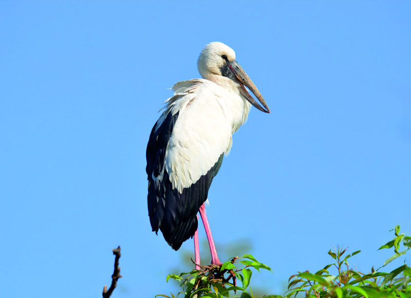 Khijadia Bird Sanctuary
