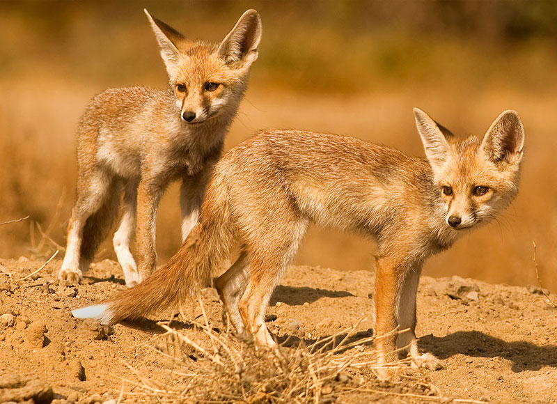 Kutch Desert Wildlife Sanctuary
