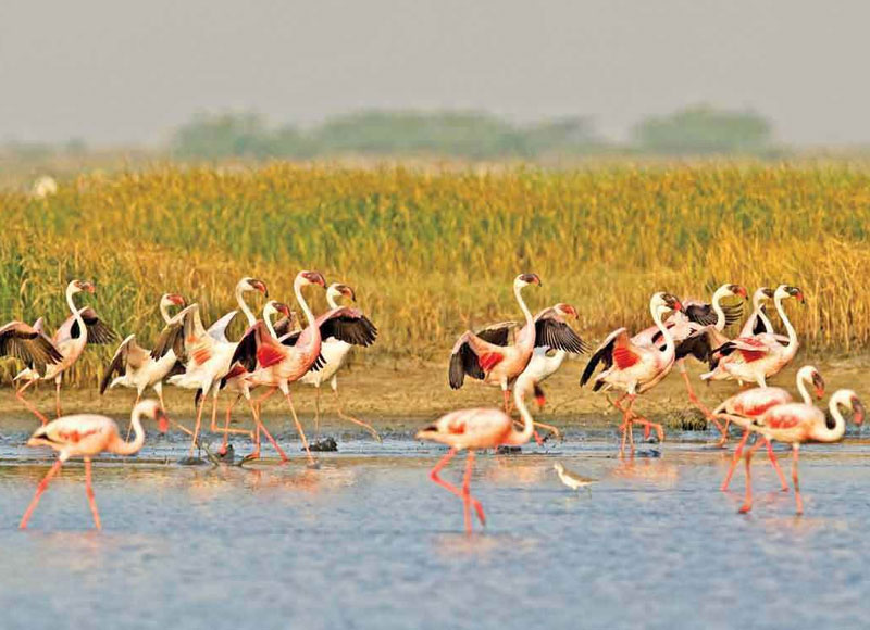 Little Rann of Kutch