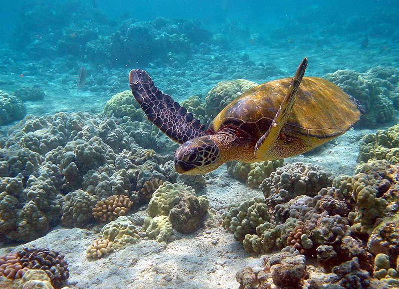 Marine National Park