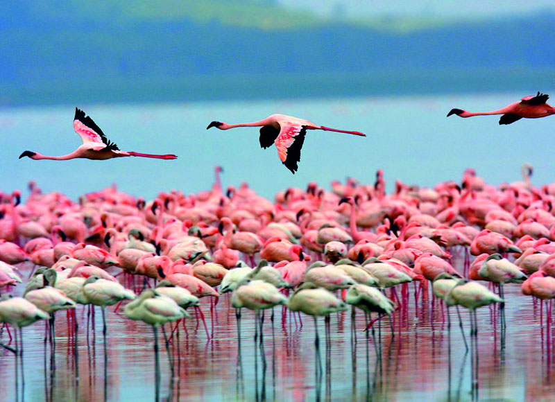 Nal Sarovar Bird Sanctuary