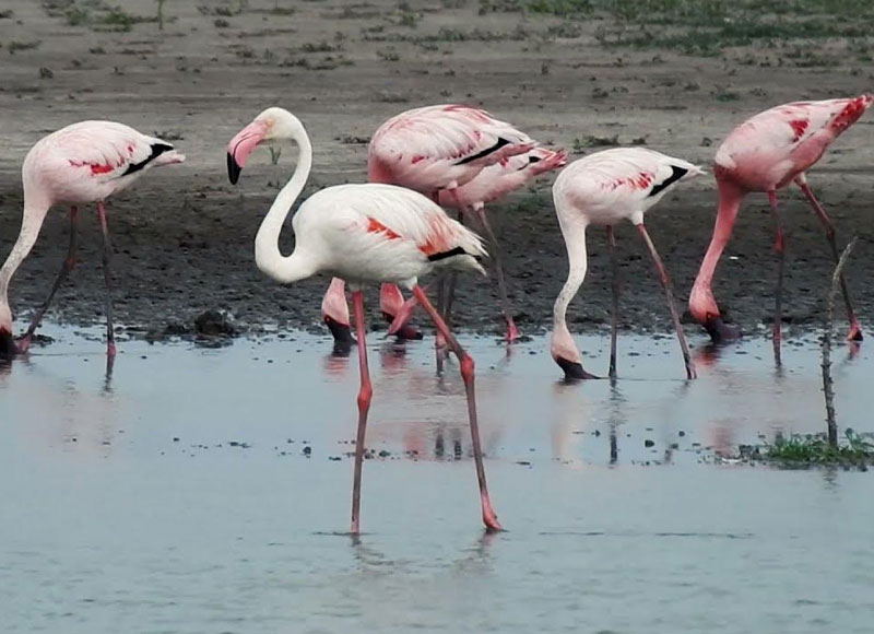 Pariej Bird Sanctuary