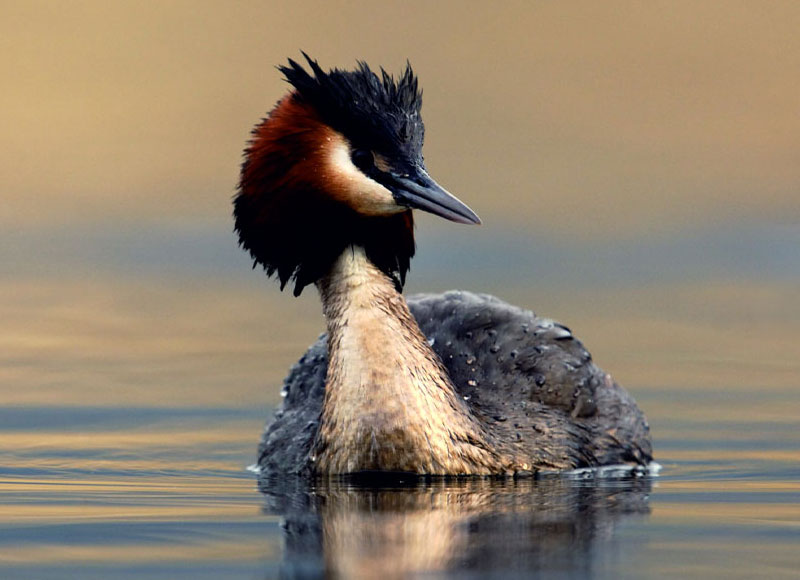 Porbandar Bird Sanctuary