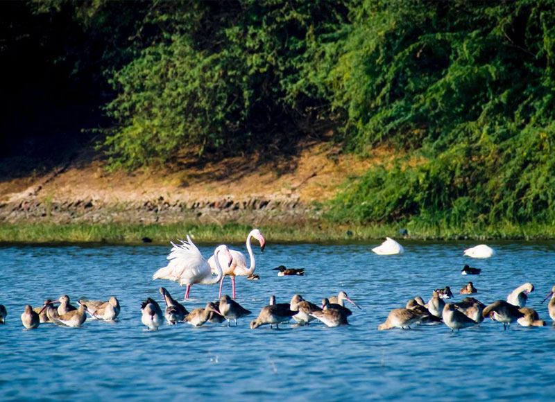 Thol Bird Sanctuary