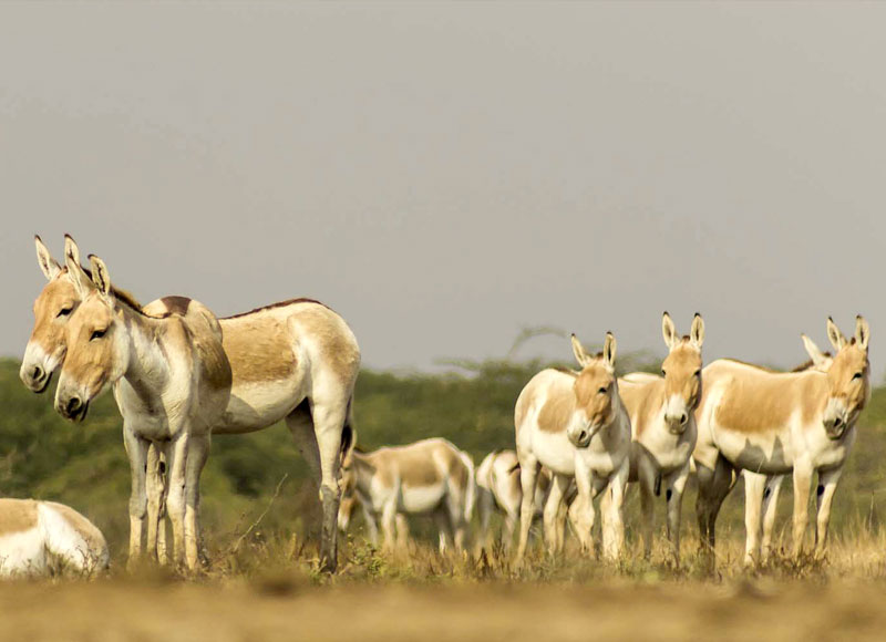 Wild Ass Sanctuary